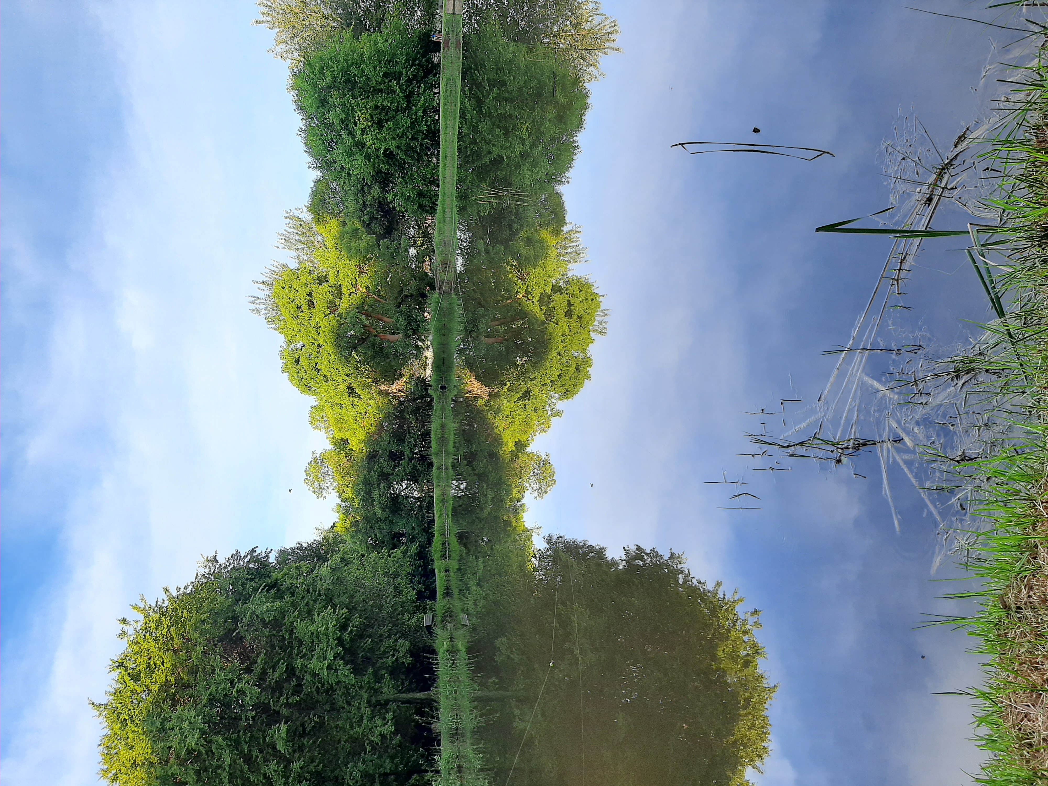 Photo of the Little Forest property